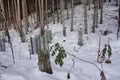 reforestation or reafforestation in a forest Royalty Free Stock Photo