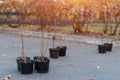 reforestation or set of young tree sapling in pots for planting in fall Royalty Free Stock Photo