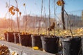 reforestation or set of young trees trunks in pots for planting in fall Royalty Free Stock Photo