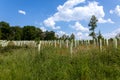 reforestation with tree seedlings with plastic tubes around stem growing in rows