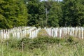 reforestation with tree seedlings with plastic tubes around stem growing in rows