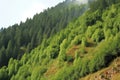 reforested mountainside, with trees and shrubs growing in abundance