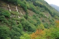 reforested mountainside, with trees and shrubs growing in abundance