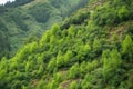 reforested mountainside, with trees and shrubs growing in abundance