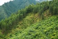 reforested mountainside, with trees and shrubs growing in abundance