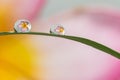 Refractive flowers in water drops Royalty Free Stock Photo