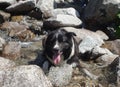 Refreshement of border collie in a mountain stream