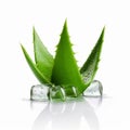 Refreshing Aloe Vera Leaf In Water: High Quality Commercial Photography