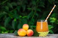Refreshing apricot smoothies and ripe apricots in the summer garden. Summer fruits and drinks. Seasonal concept.