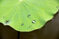 Refreshing beauty: Close-up of water droplets on a green lotus leaf in a spacious pond, a captivating macro nature shot