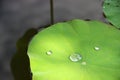 Refreshing beauty: Close-up of water droplets on a green lotus leaf in a spacious pond, a captivating macro nature shot Royalty Free Stock Photo