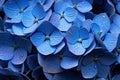 Refreshing Blue hydrangea. Generate AI