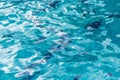 refreshing blue swimming pool water as a background Royalty Free Stock Photo
