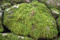 Refreshing green fern cover on rock with sunlight for background