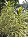 The Refreshing Green and Gold Leaf Pattern of Dracaena reflexa 'Song of India' Royalty Free Stock Photo