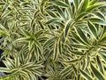 The Refreshing Green and Gold Leaf Pattern of Dracaena reflexa 'Song of India' Royalty Free Stock Photo