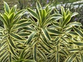 The Refreshing Green and Gold Leaf Pattern of Dracaena reflexa 'Song of India' Royalty Free Stock Photo