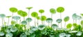 Refreshing Green Gotu Kola, Centella Asiatica Plants in a Row Isolated on White Background Royalty Free Stock Photo
