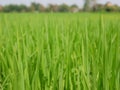 Refreshing green paddy field in summer time in a rural area of Thailand Royalty Free Stock Photo