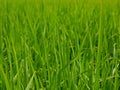 Refreshing green paddy field in summer time in a rural area of Thailand Royalty Free Stock Photo