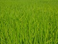 Refreshing green paddy field in summer time in a rural area of Thailand Royalty Free Stock Photo