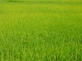 Refreshing green paddy field in summer time in a rural area of Thailand Royalty Free Stock Photo