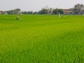 Refreshing green paddy field in summer time in a rural area of Thailand Royalty Free Stock Photo
