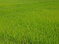 Refreshing green paddy field in summer time in a rural area of Thailand Royalty Free Stock Photo