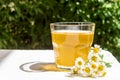 Refreshing kombucha tea with a medical camomile in a glass on backdrop of blurred flowers. Healthy natural probiotic flavored