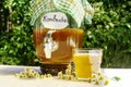 Refreshing kombucha tea with a medical camomile in old vintage bottle and glass, with label written kombucha on it on backdrop of