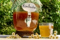 Refreshing kombucha tea with a medical camomile in old vintage bottle and glass, with label written kombucha on it on backdrop of