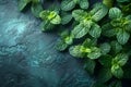 Refreshing Mint Array - Artistic Culinary Design Essentials. Concept Mint Recipes, Artistic Royalty Free Stock Photo