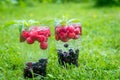 Refreshing summer drink with sparkling water and fresh berries Royalty Free Stock Photo