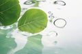Refreshing Top View: Transparent White Water and Green Leaf Background with Sunlight Reflection. Royalty Free Stock Photo