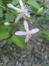 Refreshing White Clematis terniflora DC Royalty Free Stock Photo