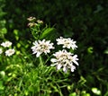 Refreshing white coriander flower