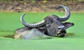 Refreshment of Water buffalo. ka. The Sri Lanka wild water buffalo Bubalus arnee migona Royalty Free Stock Photo