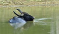 Refreshment of Water buffalo. Royalty Free Stock Photo