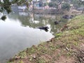 Refreshment Of Water Buffalo On Water Pond. Water Buffalo Bathing In The Pond In India. Asian Black Bison On Water