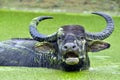 Refreshment of Water buffalo. water buffalo bathing in the pond. Royalty Free Stock Photo