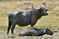 Refreshment of Water buffalos. Bubalus arnee migona, Royalty Free Stock Photo