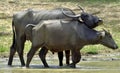 Refreshment of Water buffalos. Bubalus arnee migona, Royalty Free Stock Photo