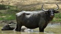 Refreshment of Water buffalos. Bubalus arnee migona, Royalty Free Stock Photo