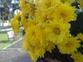 Refresing Yellow Flower