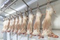 Refrigerated warehouse, hanging hooks of frozen lamb carcasses. Halal cut Royalty Free Stock Photo