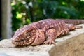 Red Tegu with Eye Closed at Zoo in Yucatan, Mexico