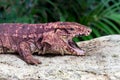 Red Tegu with Mouth Open at Zoo in Yucatan, Mexico