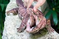 Red Tegu with Mouth Open at Zoo in Yucatan, Mexico