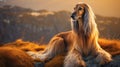 A regal Afghan Hound poses for a captivating portrait, showcasing elegance and beauty.