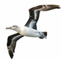 A regal albatross with its large wingspan, soaring over the ocean, isolated on white background. Ai